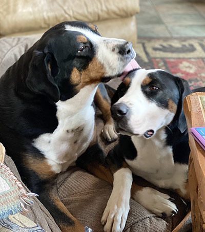 Image of the mommy and daughter dogs