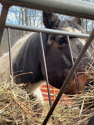 Image of one of Nancy's many four-legged family