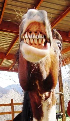Jessie Our Resident Ham Horse